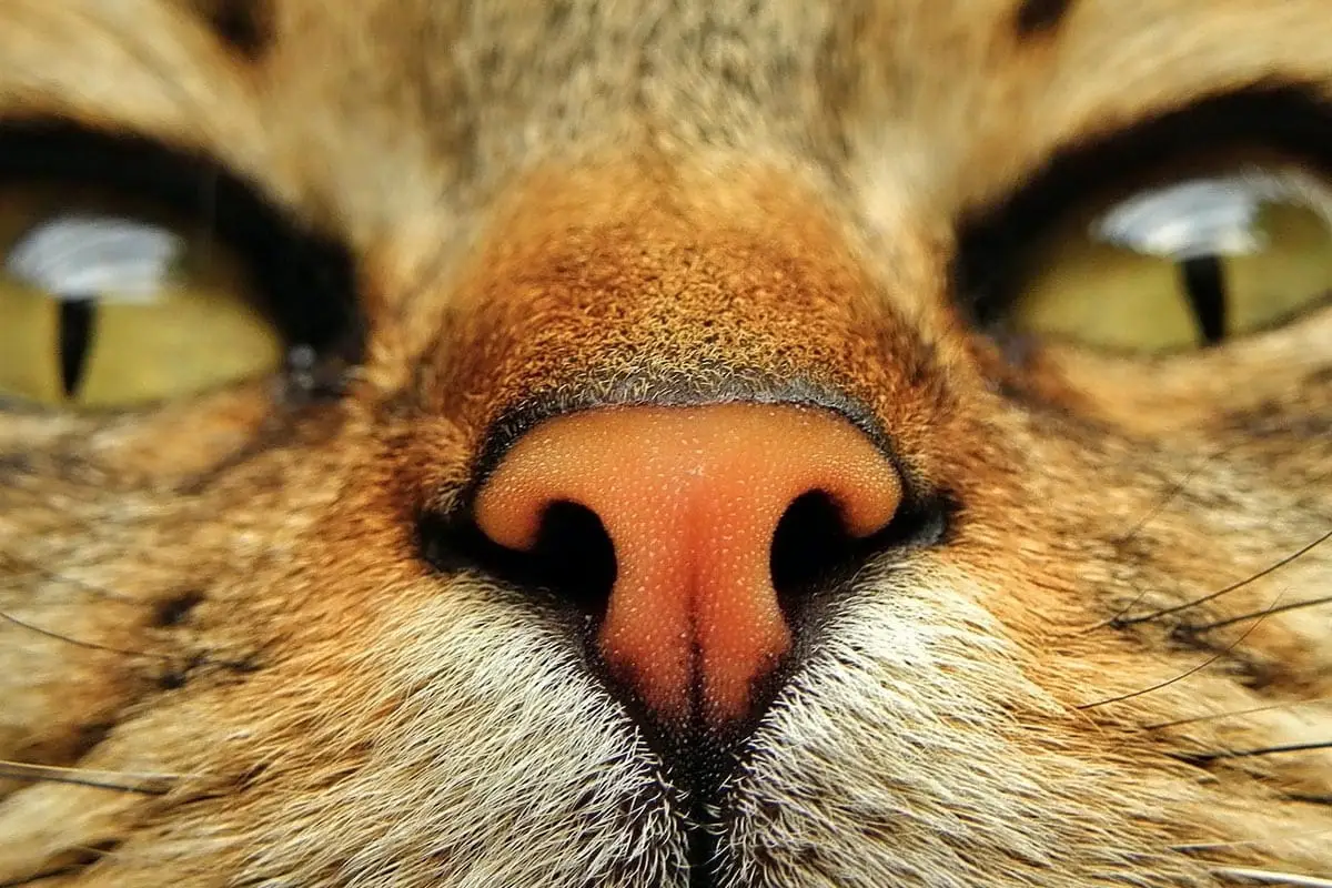 Sense of smell in cats