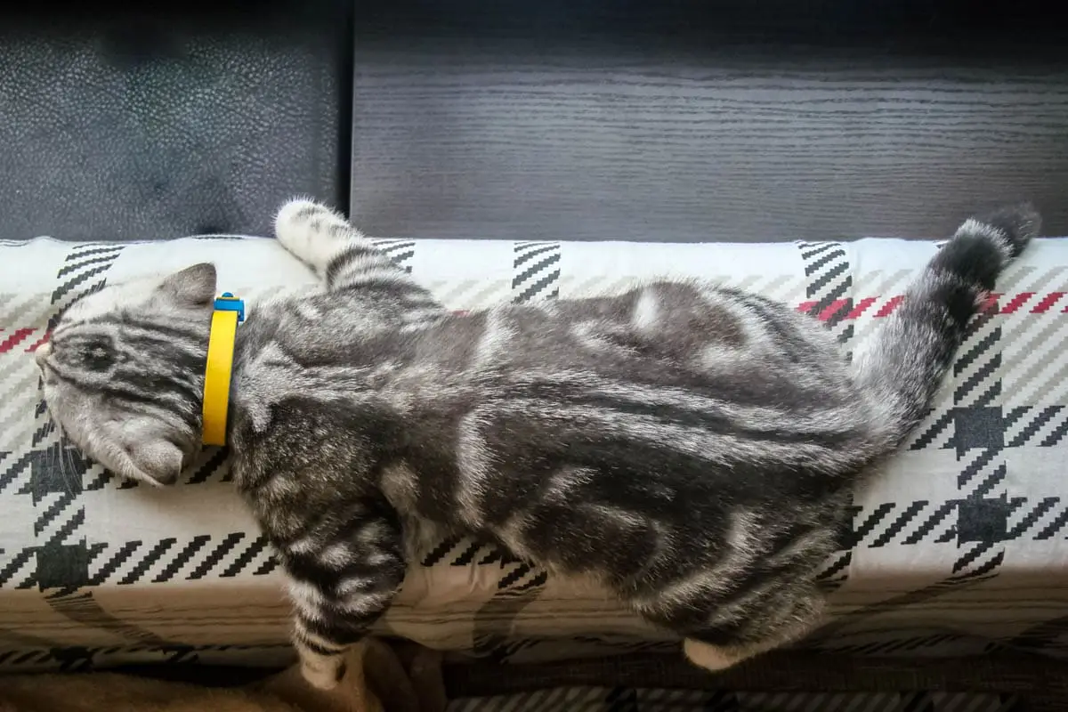 Butterfly markings on a classic tabby