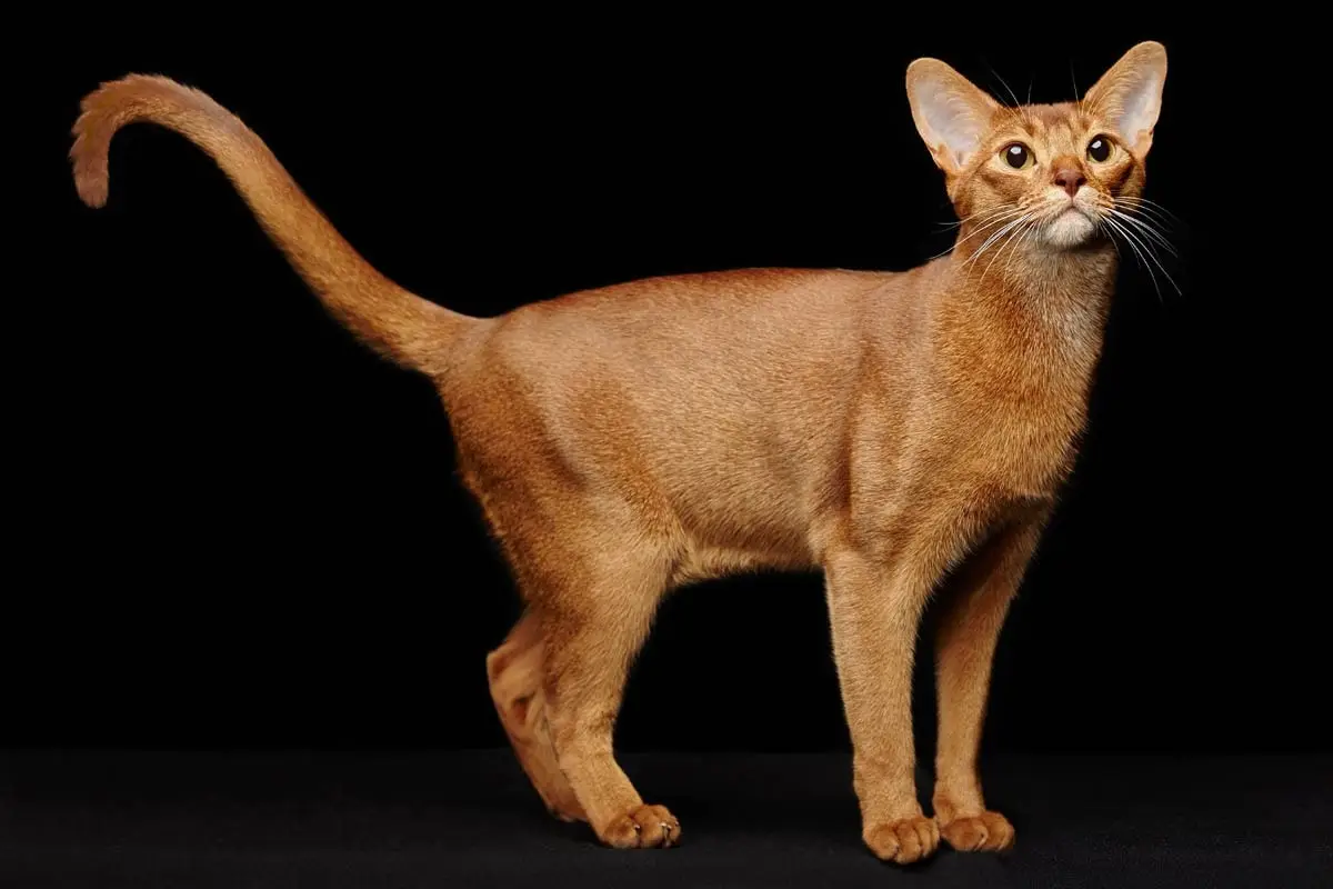Ticked tabby
