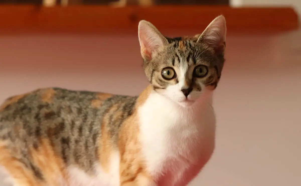 Caliby cat