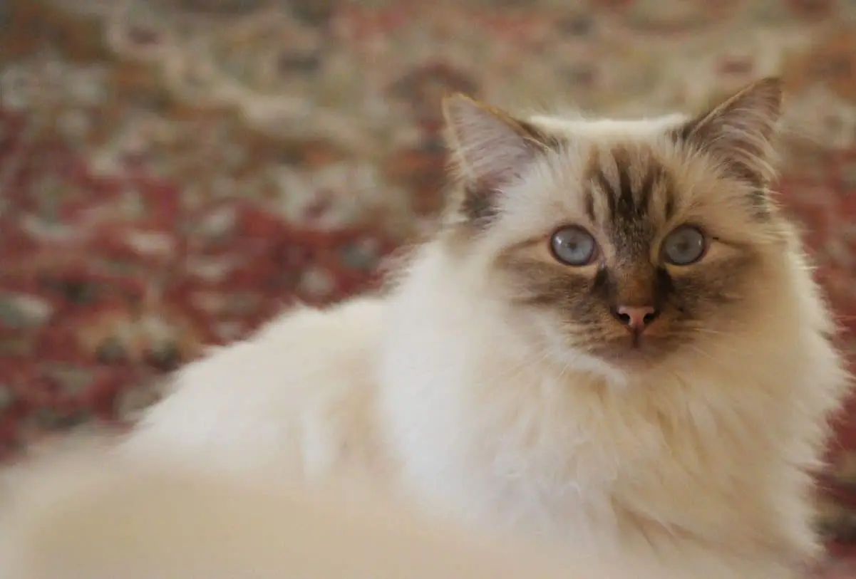 Lynx point Birman