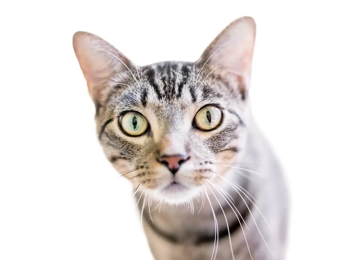 Tabby M on cat forehead