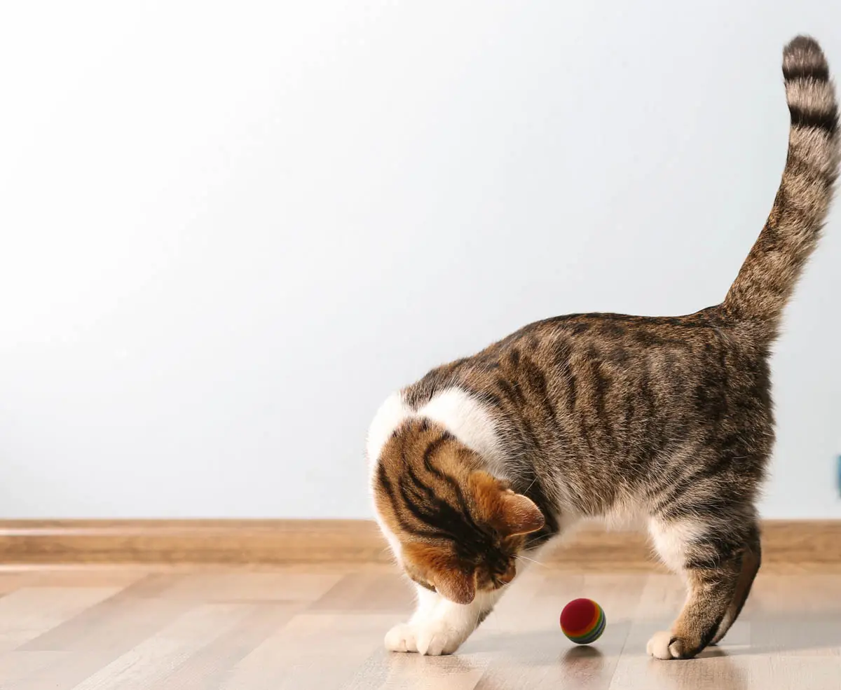 Tabby and white cat