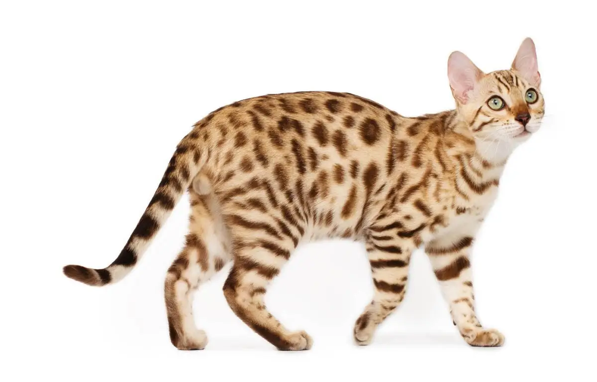 Spotted tabby