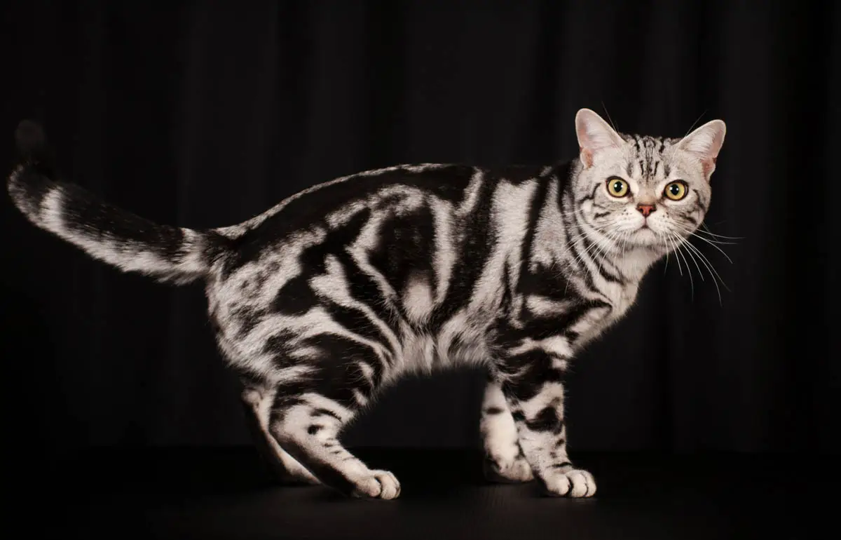 Silver classic tabby