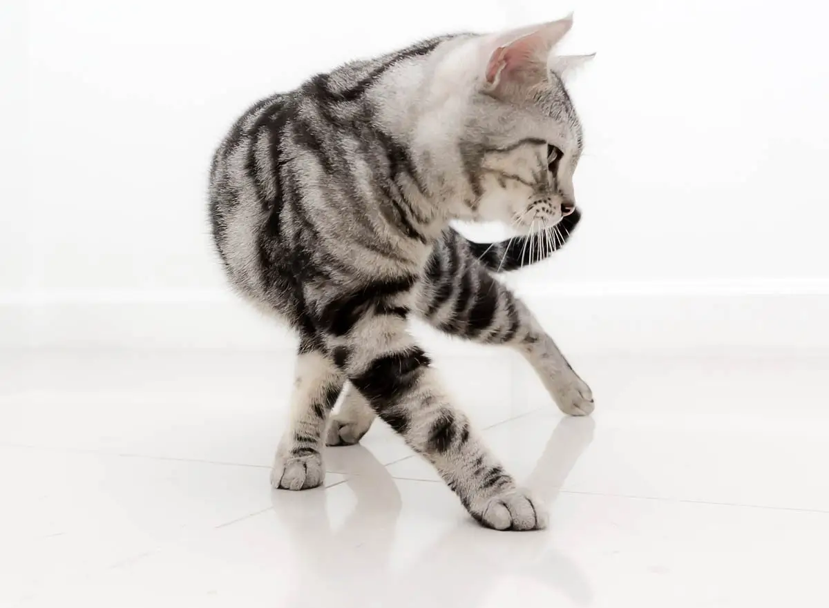 All about tabby cats