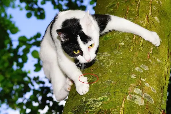 Cat gripping a tree