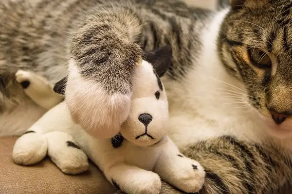 Cat gripping a toy with its dewclaw