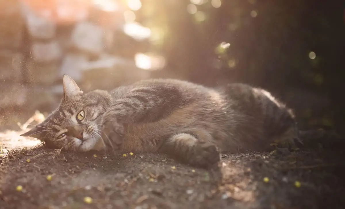 Why do cats roll in the dirt?