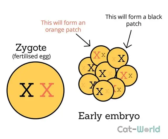 Lyonization in cats