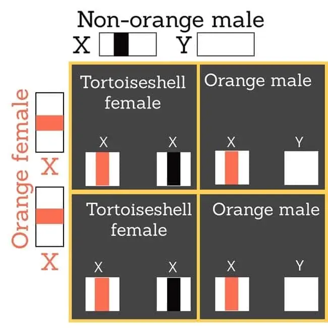 Orange female mates with non-orange male