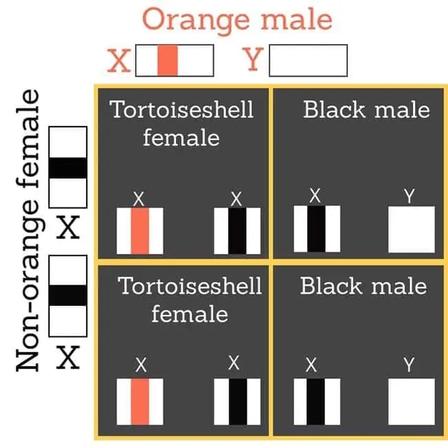 Orange male cat mates with non-orange female