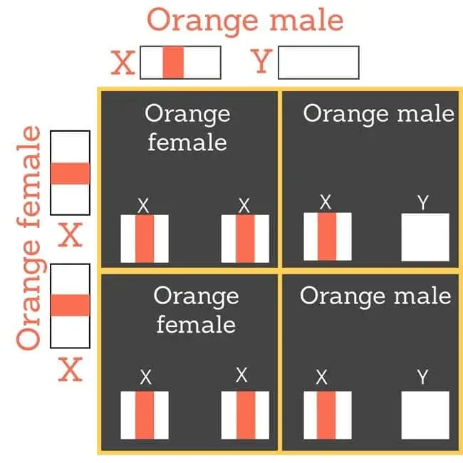 Orange female mates with orange male cat