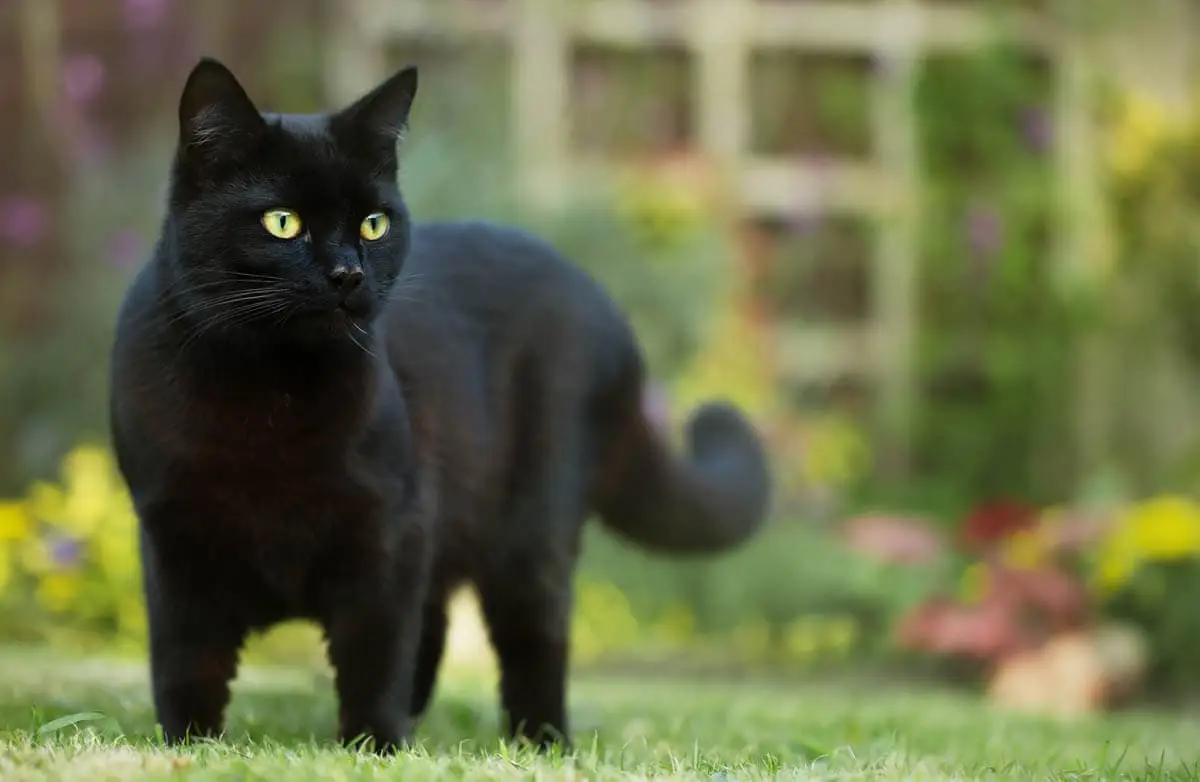 Black cat