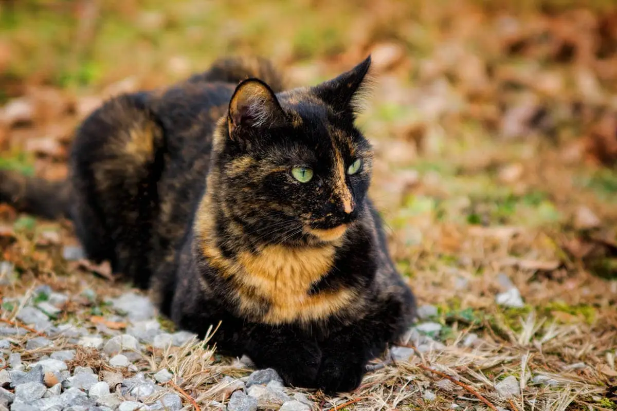 Tortoiseshell cat