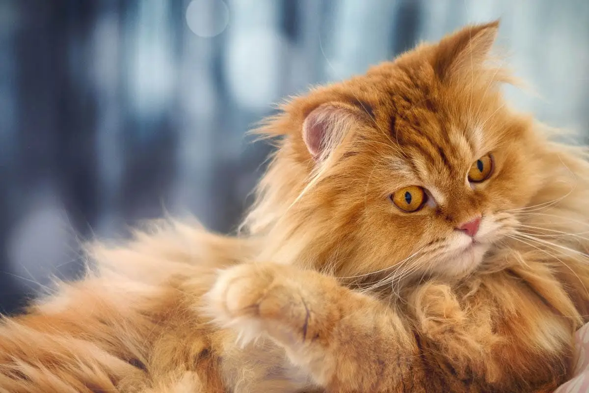 All about ginger cats