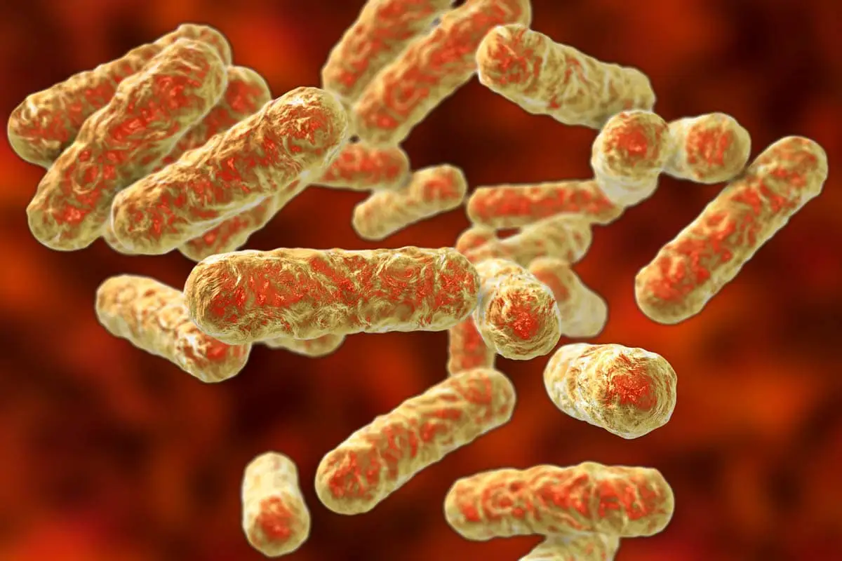 Bartonella henslae