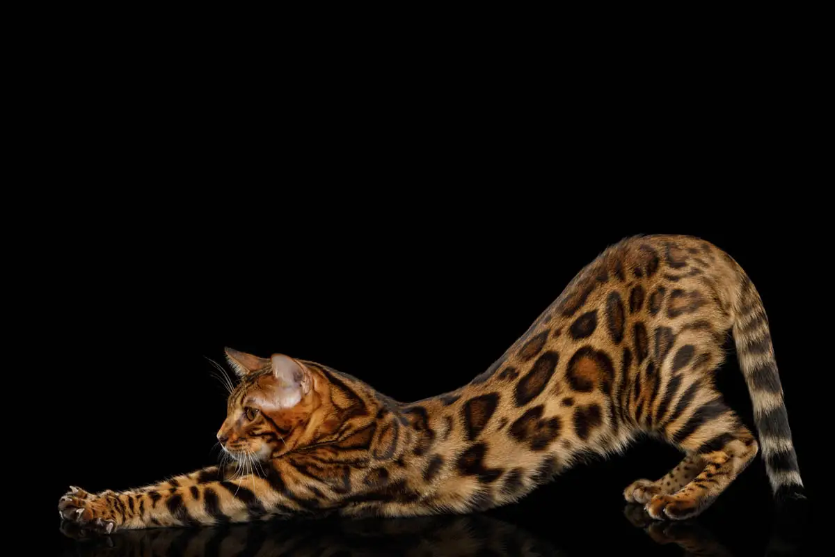 Bengal cat