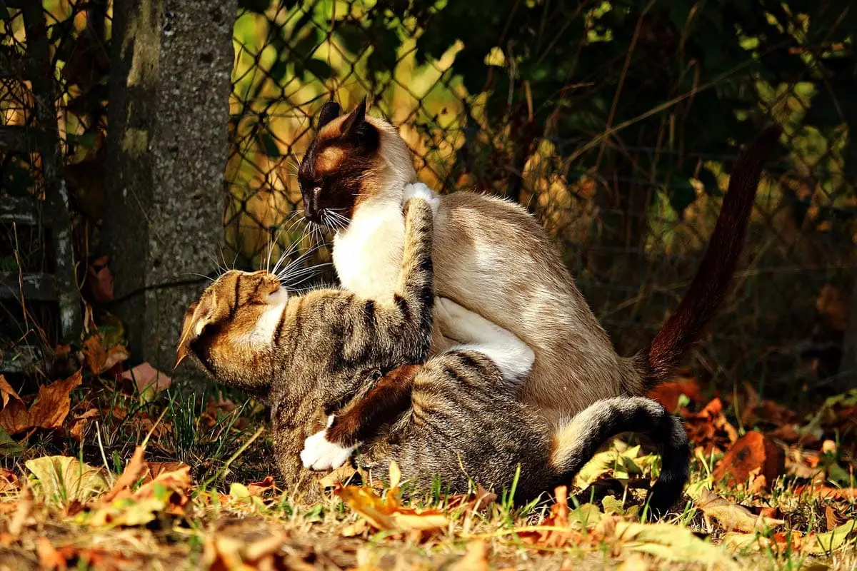 Cats fighting