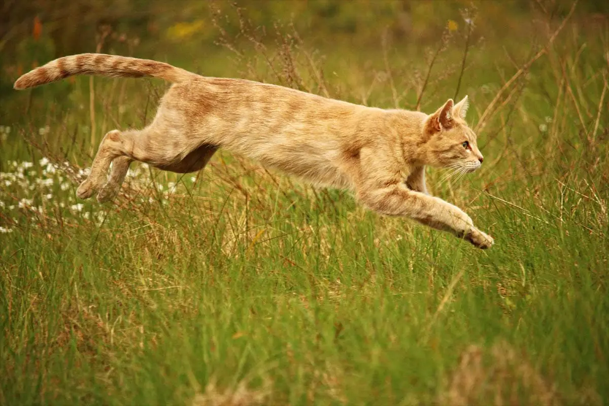 Cat stretched out when running
