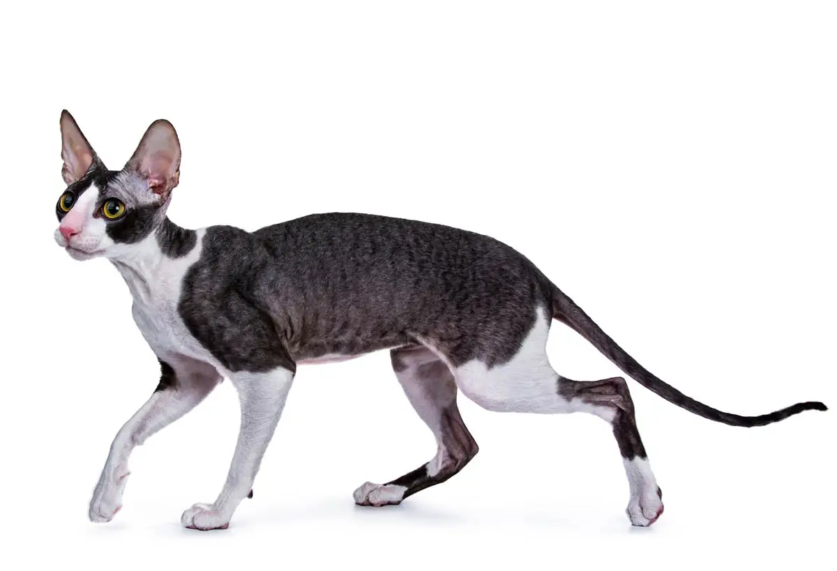 Not all cats have a primordial pouch