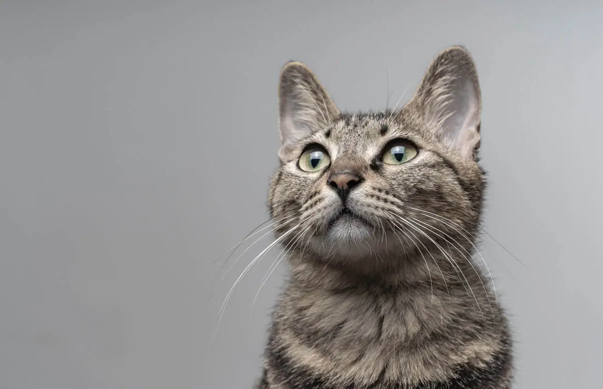 Fecal flotation for cats