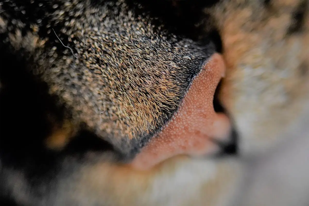 Cat nose