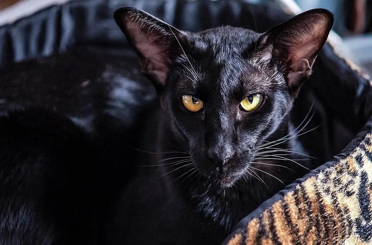 Black Oriental cat