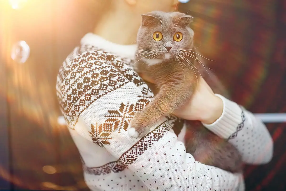 How to pick up a cat