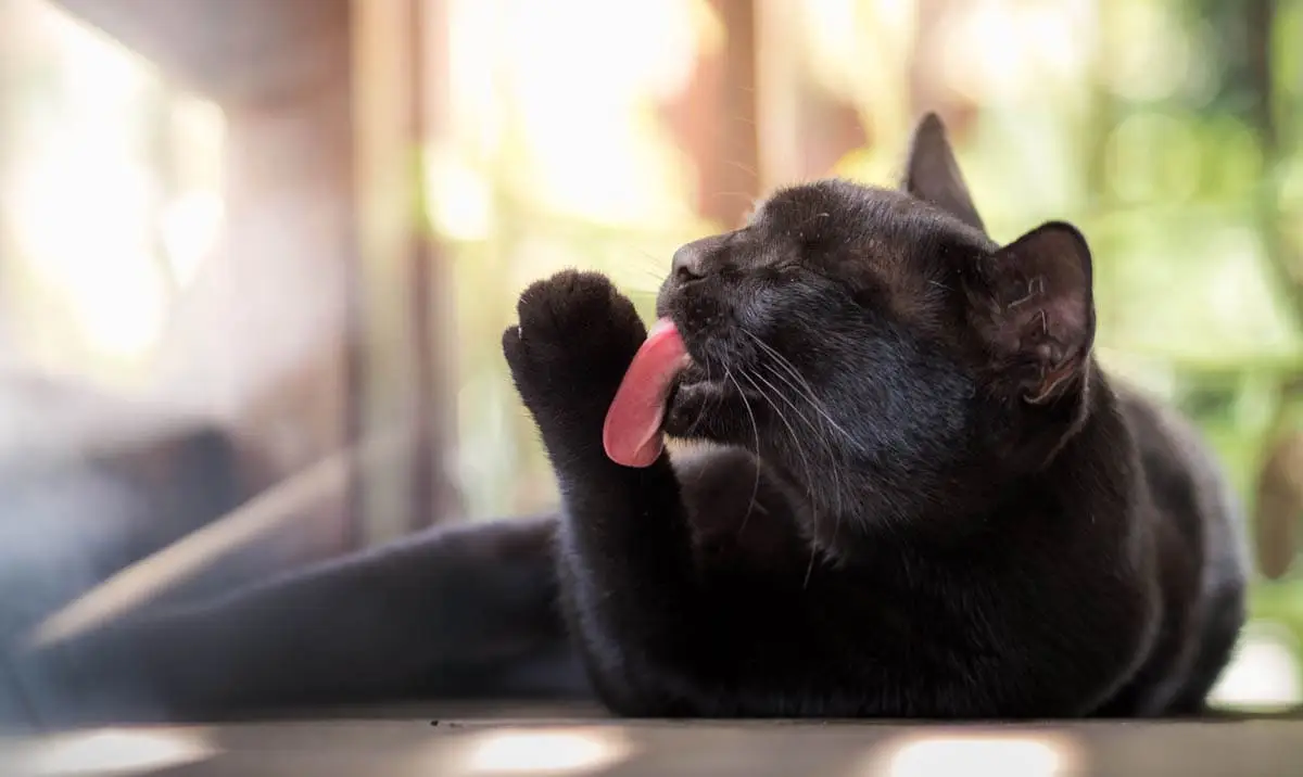 Respect your cat day