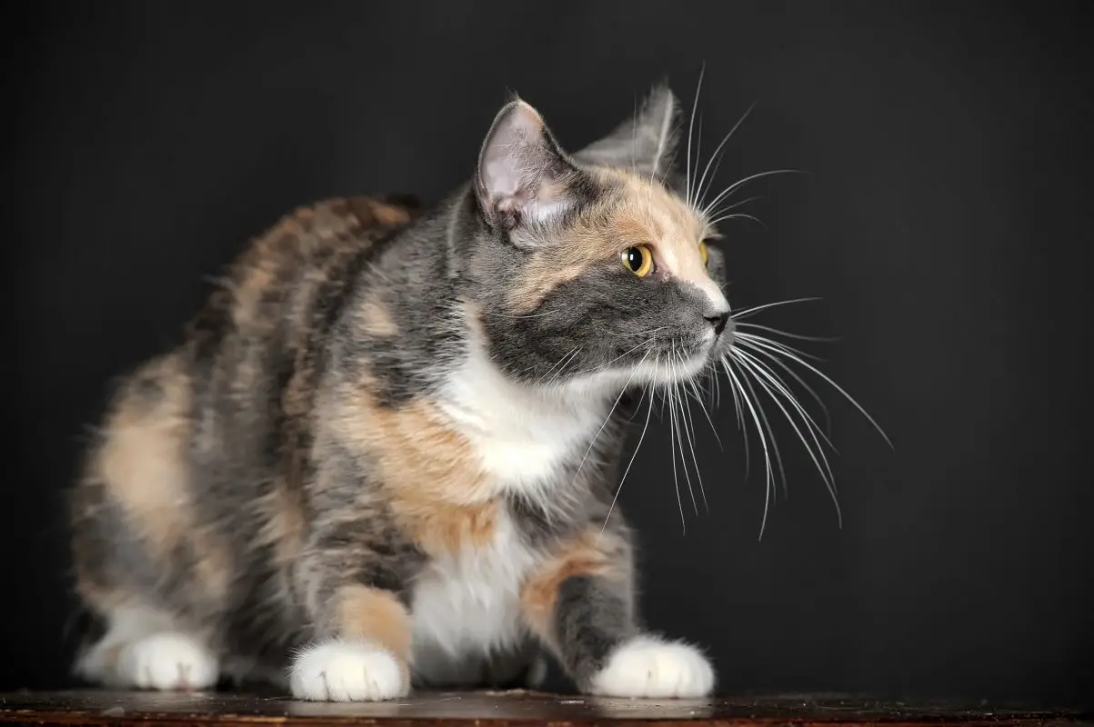 Dilute calico cat