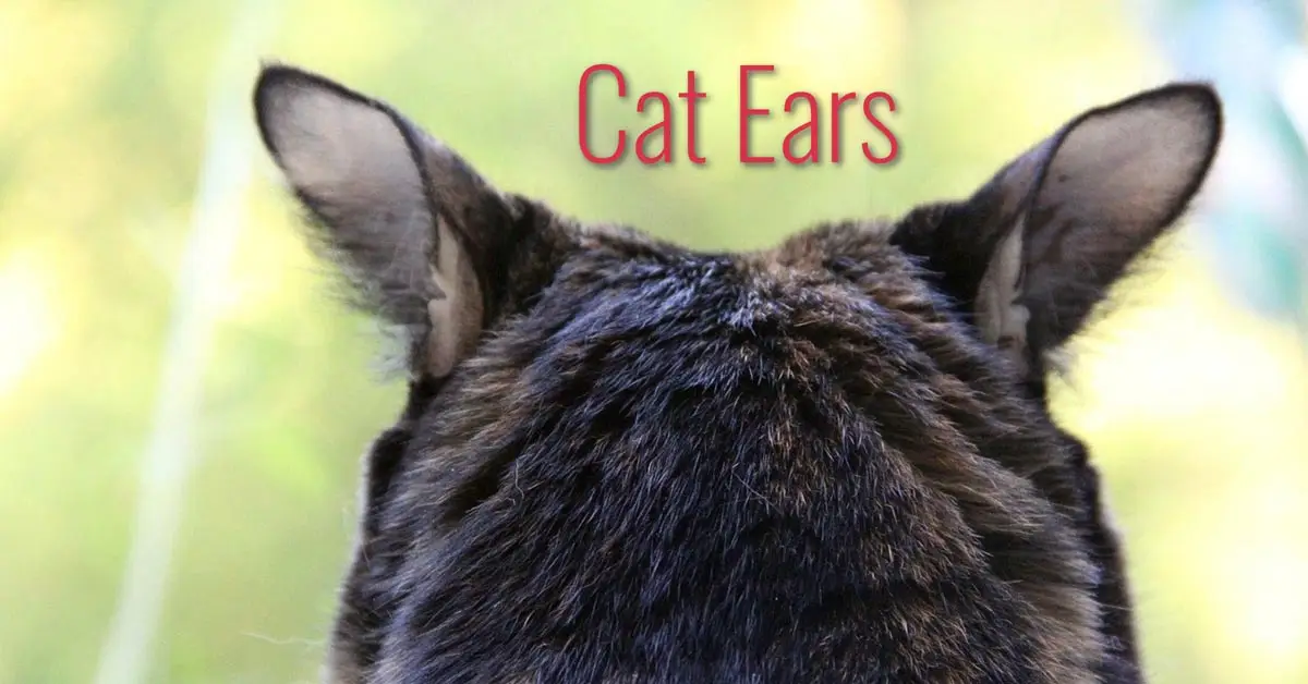 Cat ears