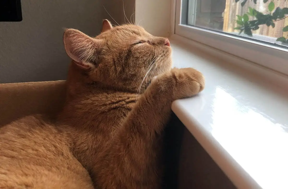 Five pillars of a healthy feline environment