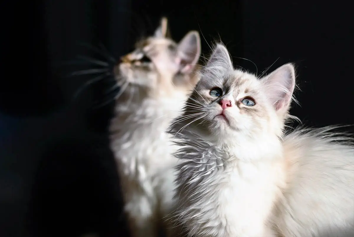 Settling in a new kitten