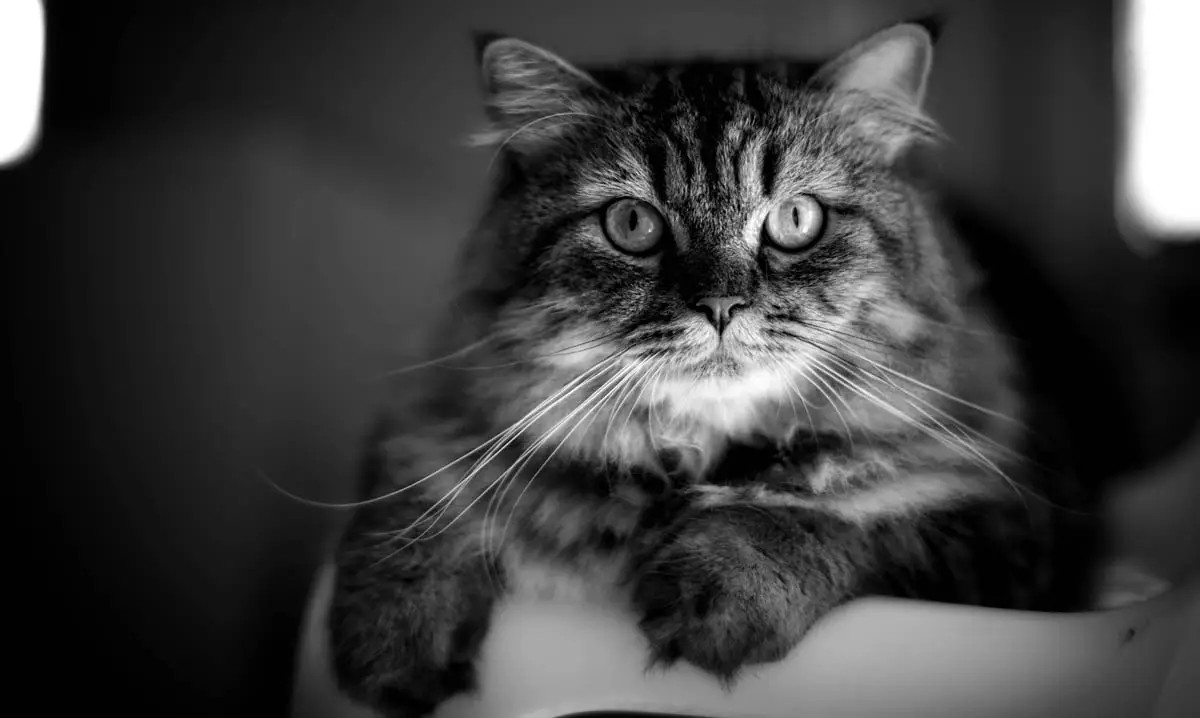 Why do cats purr?