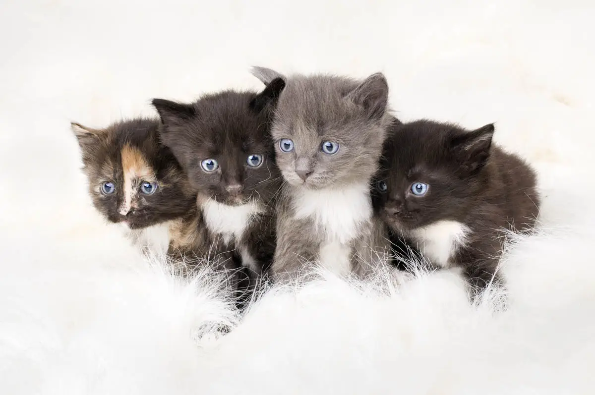 Litter of kittens