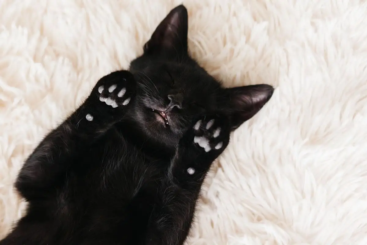 All about black cats