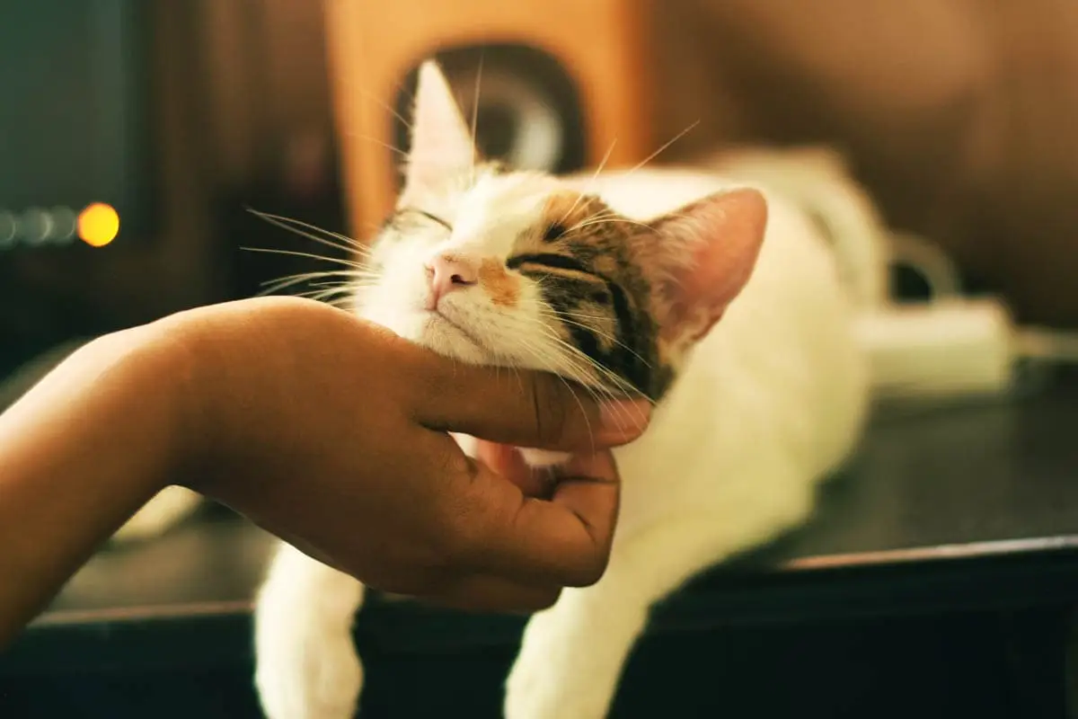 Scent glands in cats
