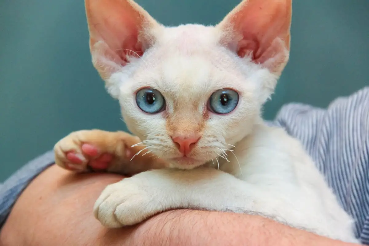 Devon Rex