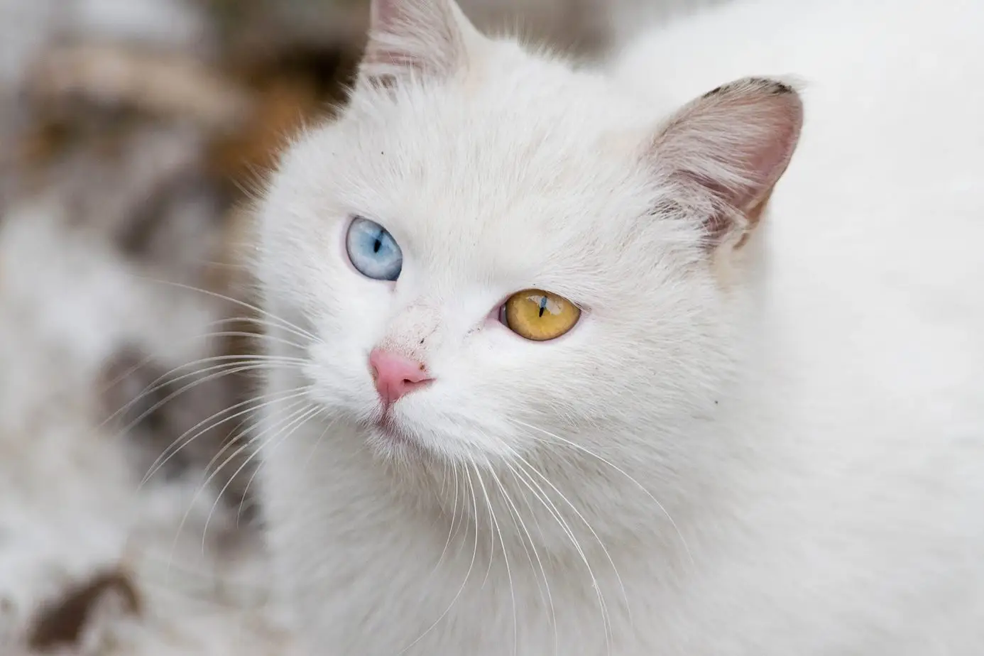 Odd-eyed cat