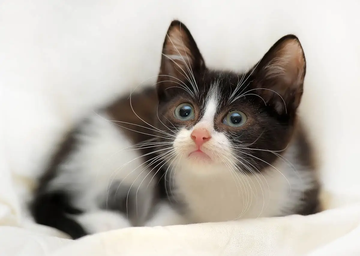 When do a kitten