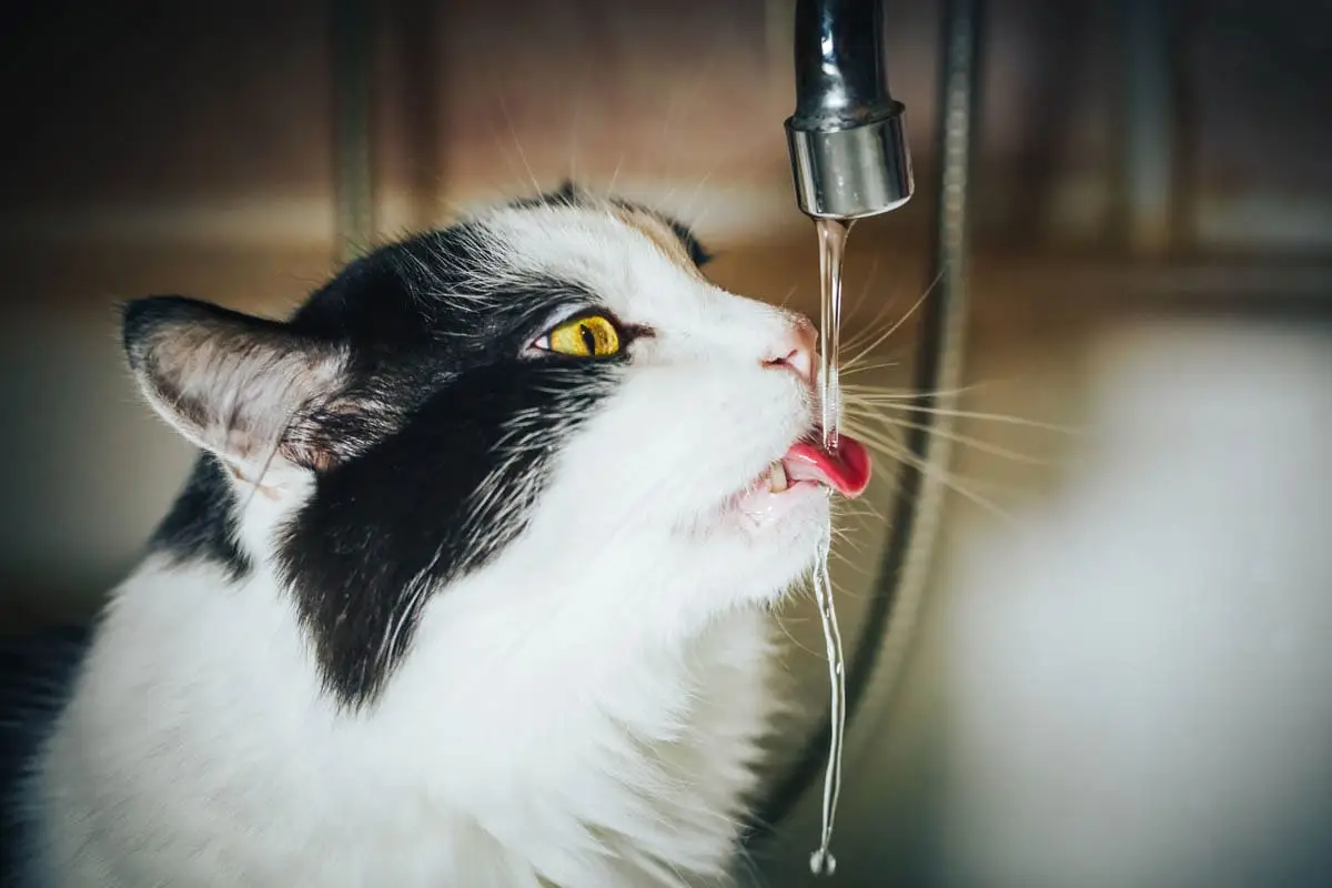 How to keep cats cool in summer