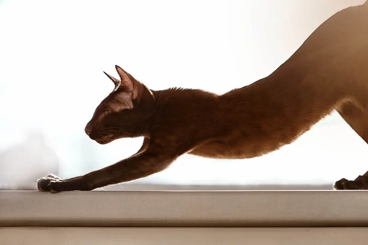 What is a slonk cat?