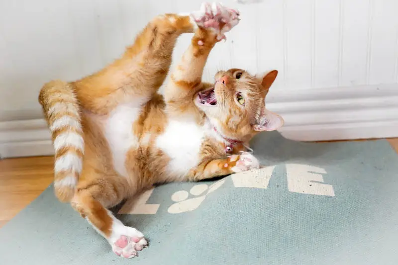 Cat high on catnip