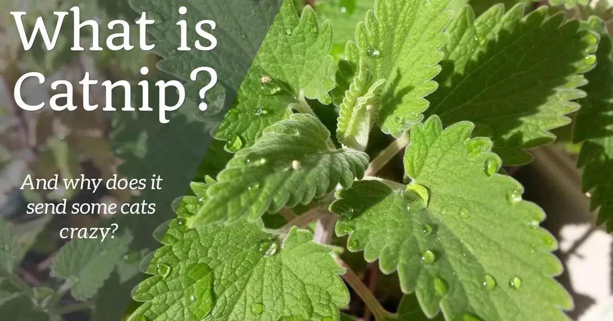 What is catnip?