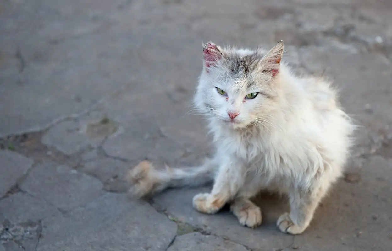 What is a feral cat?
