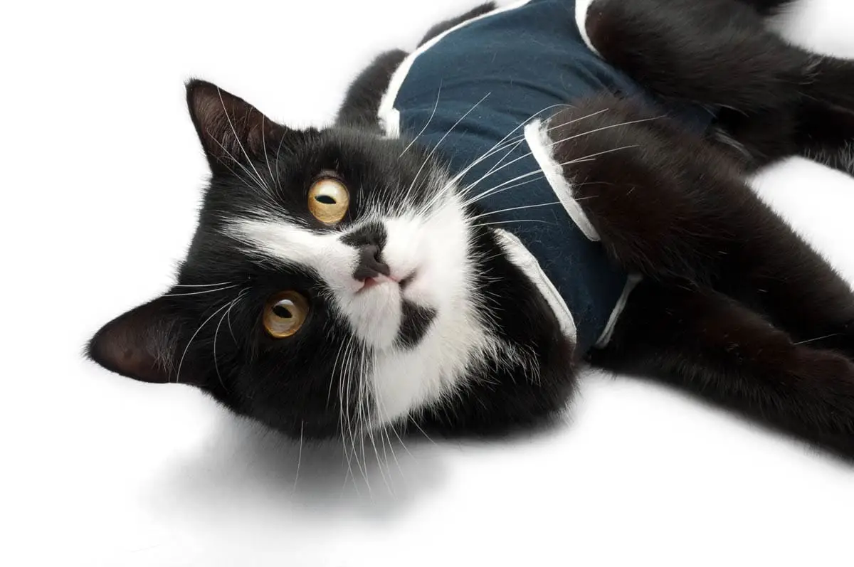 Post surgical vest