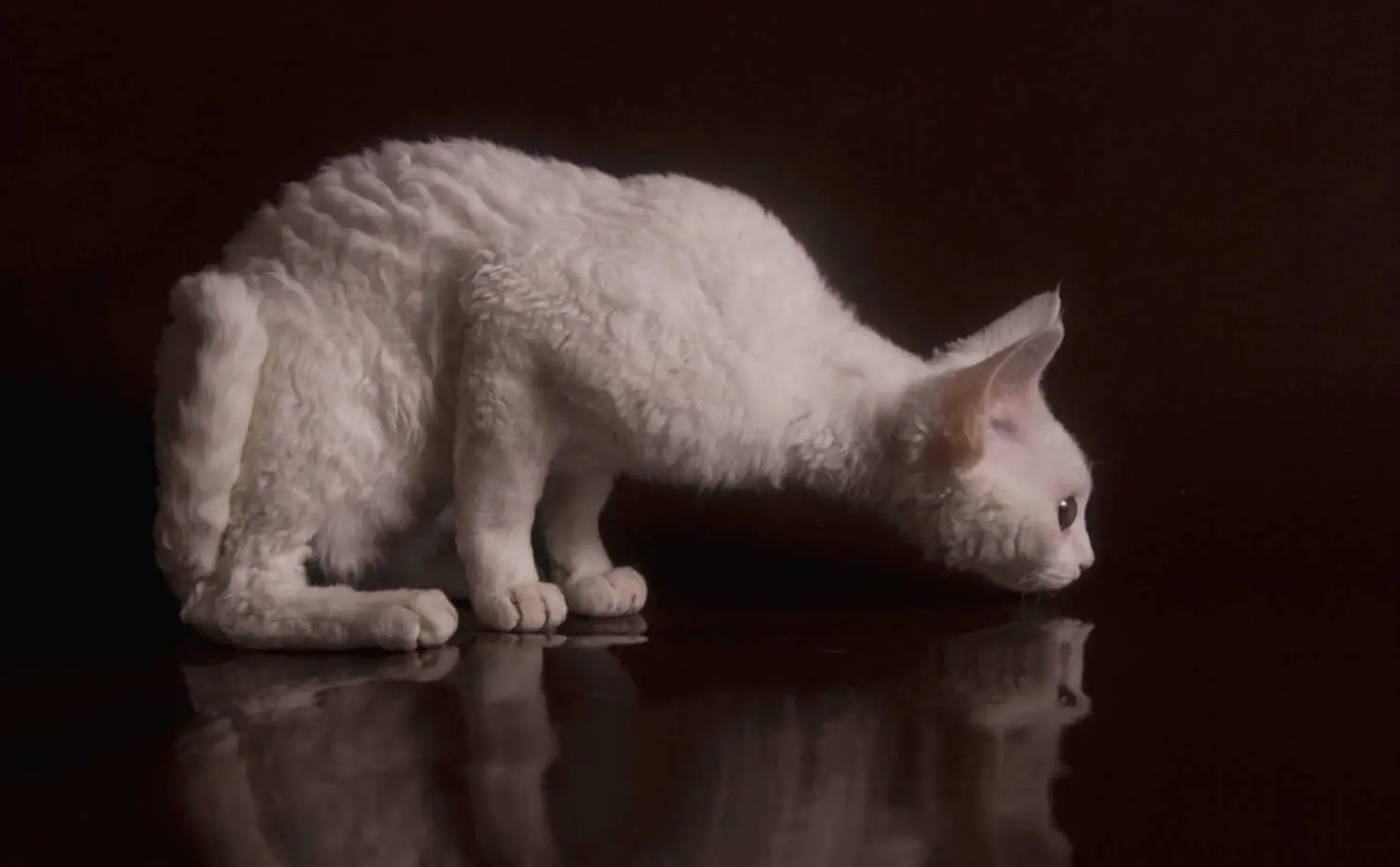 White Devon Rex kitten
