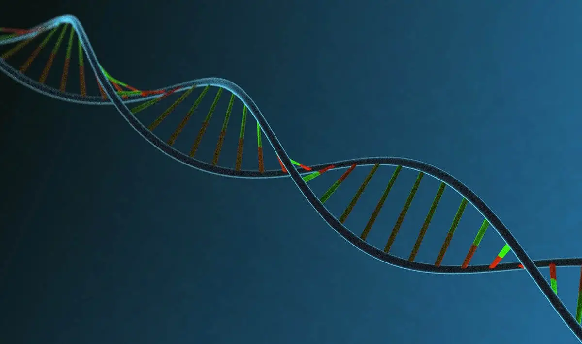 DNA tests for cats