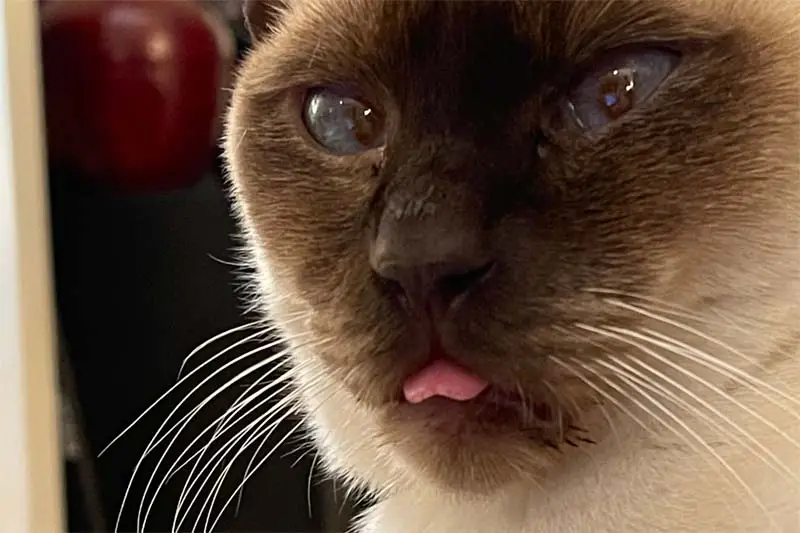 Norman blep
